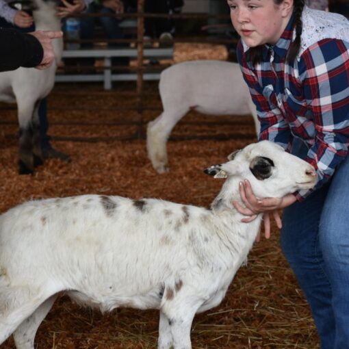 The Linn County Lamb & Wool Fair features sheep dog trials, family games, a parade, lamb show and more. For a complete list of activities, visit lambfair.com.