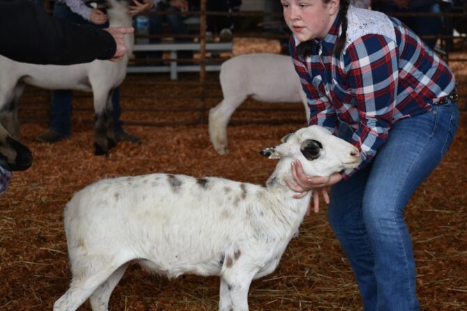 The Linn County Lamb & Wool Fair features sheep dog trials, family games, a parade, lamb show and more. For a complete list of activities, visit lambfair.com.