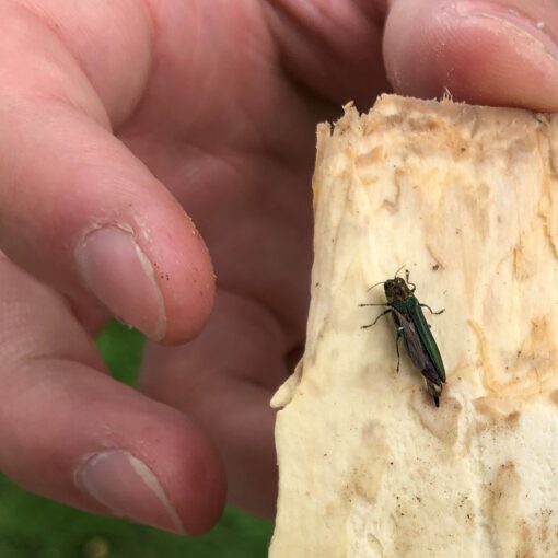 Here is a closeup of an emerald ash borer discovered June 30 in Forest Grove. The pest poses a grave threat to the state’s ash trees, which play a crucial role in streamside and riparian areas.