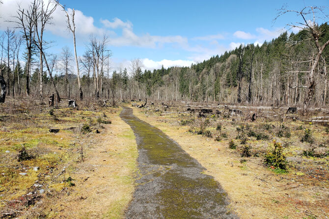 Here is a look at one of the paths at the North Santiam Park near Lyons. Marion County is working with Oregon ForestsForever on plans to plant replacement trees at the fire-damaged facility.