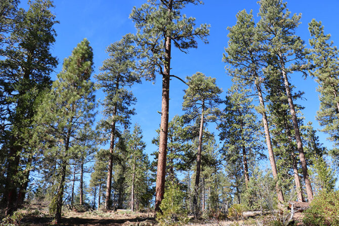Here is a look at a forest thinning project in the Fremont-Winema National Forest in south central Oregon. The project was part of the continuing cooperation between state agencies and the U.S. Forest Service on federal lands.