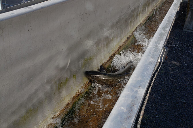 Chinook salmon move through the fish chute at Minto fish hatchery near Gates. The US Army Corps of Engineers has released a new draft environmental impact statement on how to protect fish stocks in the Willamette River Basin.