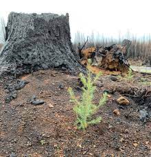 Here is a seedling planted post-fire in the Santiam State Forest. The Oregon Department of Forestry is offering seedlings for sale to property owners affected by the 2020 fires. For information on the program and an online ordering form go to https://www.oregon.gov/odf/Pages/seedling-acquisition-program.aspx or contact Astrea Strawn at forest.landownerhelp@odf.oregon.gov or 971-374-3471.