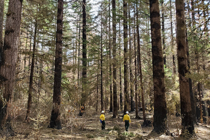 State crews work on restoring portions of the Santiam State Forest that were burned in the 2020 wildfires. More than 16,000 of the forest’s 47,000 acres were affected by the fires, and restoration work continues.