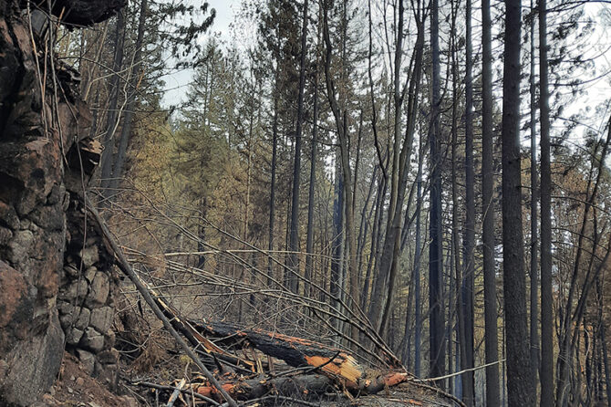Here is a look at wildfire damage in the Shellburg Falls area of the Santiam State Forest. State officials have set a virtual meeting to discuss habitat conservation and forest management planning in most state forests. Oregon Department of Forestry