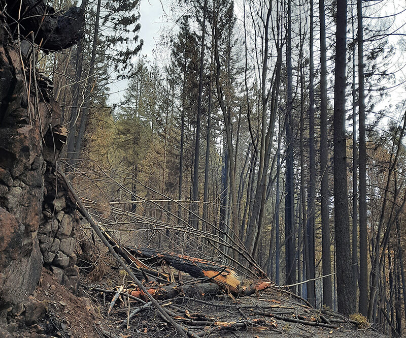 Here is a look at wildfire damage in the Shellburg Falls area of the Santiam State Forest. State officials have set a virtual meeting to discuss habitat conservation and forest management planning in most state forests. Oregon Department of Forestry