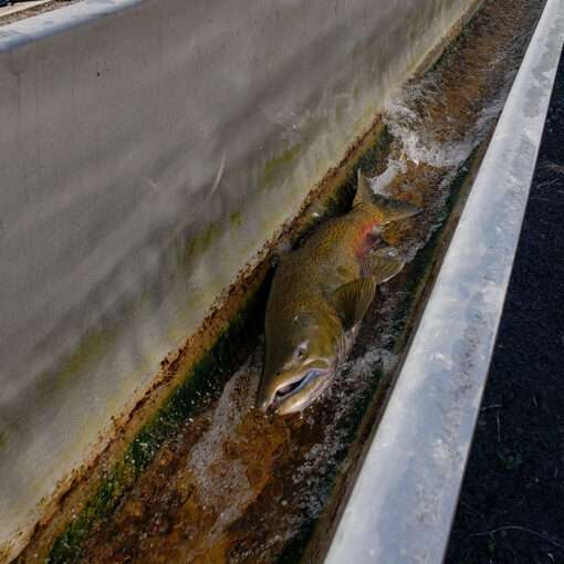Fish move down the chute at the Minto fish hatchery near Gates. The U.S. The Army Corps of Engineers will discuss its plan for improving fish passage and water temperatures in the Willamette River Basin at a Jan. 12 meeting in Stayton. James Day