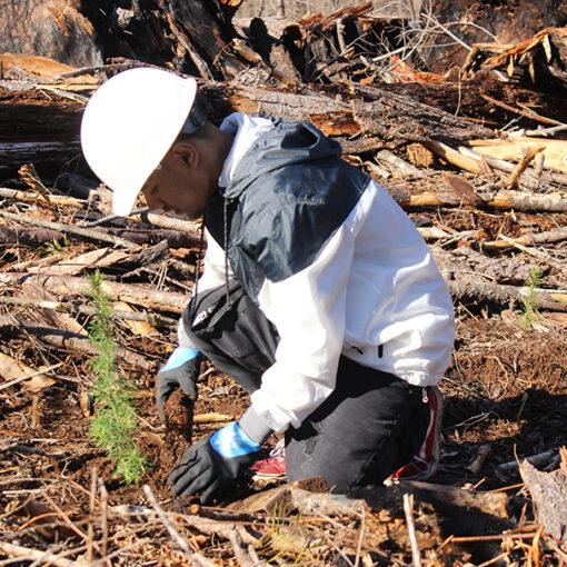Foundaih Domnic plants a tree in the Santiam State Forest during a program aimed at restoring burned areas of the forest. Oregon Department of Forestry