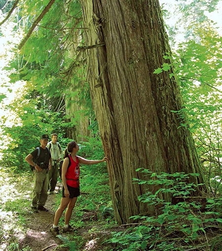 A group of hikers stops at a western redcedar in North Cascades National Park in Washington. Drought is causing diebacks in the species, which is common throughout coastal regions and other areas of the Pacific Northwest. National Park Services