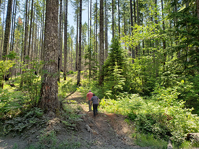 Forest tour members head up a trail to review a pole logging project in the Mad Creek area of the Santiam State Forest. To the left lies forest that has been thinned. The region on the right has not. James Day