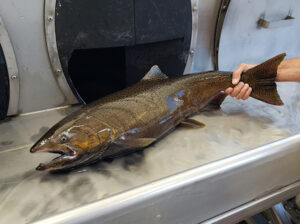 This chinook salmon came through the Minto fish hatchery near Gates. Improving the status of the endangered species listed fish is the goal of a federal project on the Willamette River basin.James Day
