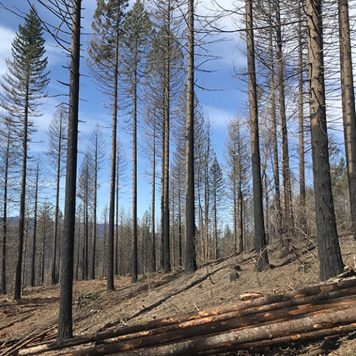Here is a look at burned timber in the Santiam State Forest. The Oregon Department of Forestry is conducting three public information sessions on its upcoming habitat conservation plan. James Day
