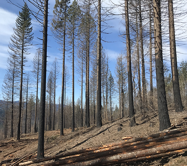 Here is a look at burned timber in the Santiam State Forest. The Oregon Department of Forestry is conducting three public information sessions on its upcoming habitat conservation plan. James Day