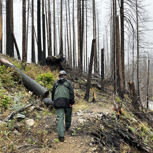 Eric Gjonnes, recreation staff officer with the Detroit Ranger District, inspects a section of the badly burned Little North Santiam trail. A $100,000 grant has been recommended to restore the trail. US FOREST SERVICE/NATIONAL FOREST FOUNDATION