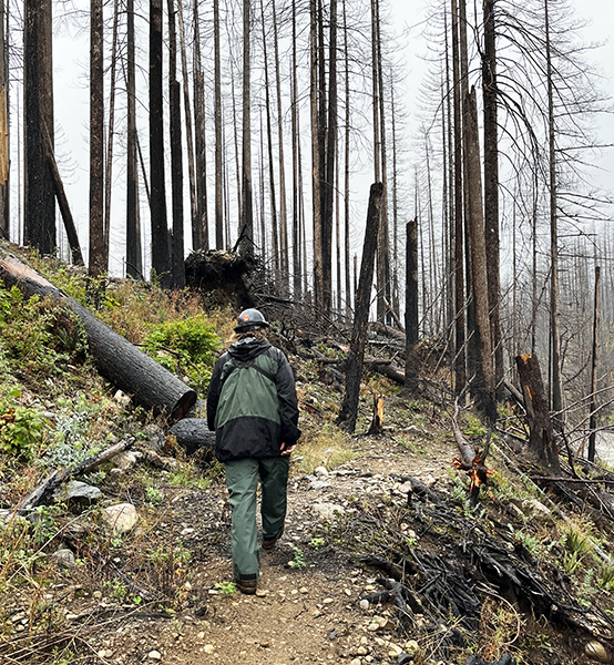 Eric Gjonnes, recreation staff officer with the Detroit Ranger District, inspects a section of the badly burned Little North Santiam trail. A $100,000 grant has been recommended to restore the trail. US FOREST SERVICE/NATIONAL FOREST FOUNDATION