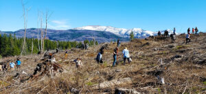 Salem-area Career and Technical Education Center students and Oregon Department of Forestry officials fanned out Friday across a ridgeline below the Santiam Horse Camp to plant 130 western red cedar seedlings.  JAMES DAY