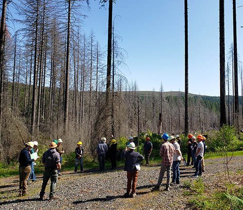 A group of state forestry officials visits a burned section of the Santiam State Forest in the Fern Ridge area last June. A controversial new habitat management plan has been approved for the state forests. JAMES DAY