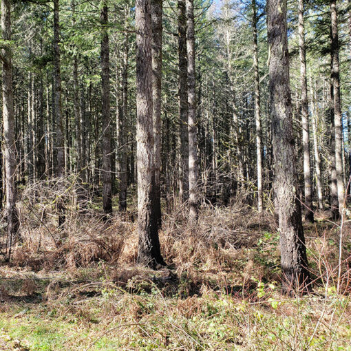 The Santiam State forest property in the hills above Gates would be covered by the habitat conservation plan that is in the works for all state forest property west of the Cascades. The plan has drawn its first lawsuit. JAMES DAY