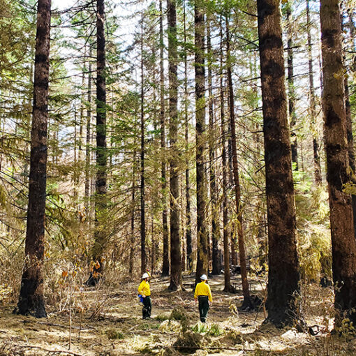 This Santiam State Forest land in the Fern Ridge/Shellburg Falls area was fire-damaged in 2020. The Oregon Department of Forestry is crafting new rules on salvage logging in areas which have burned or been affected by wind, ice, insects or disease.